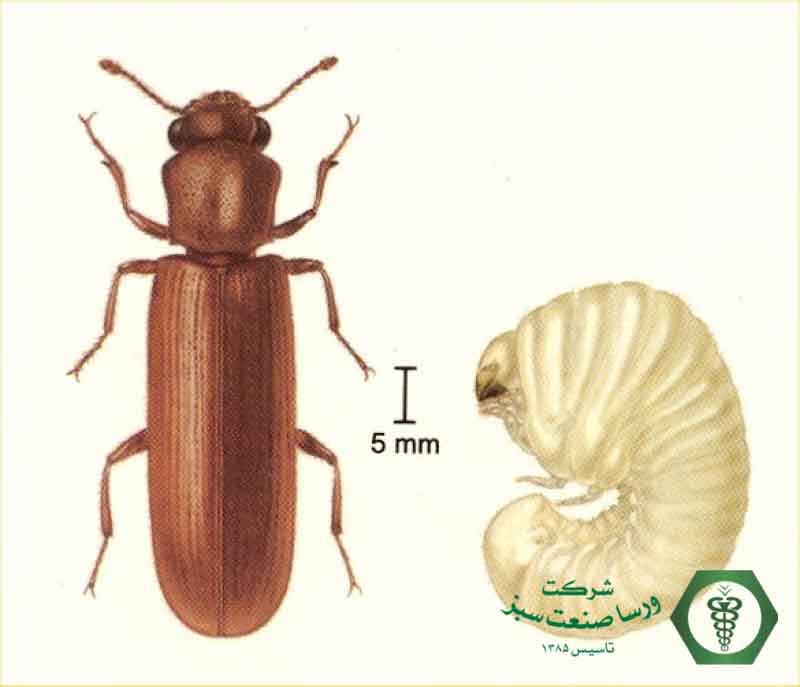 مرحله رشدی سوسک پوب خوار خرنوب